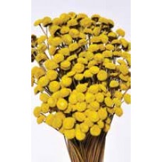 FLORAL BUTTONS Yellow 18" (BULK)